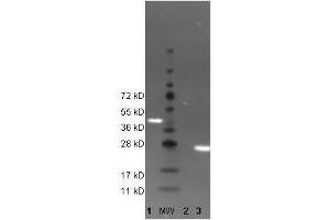 Western Blot of 488 conjugated anti-GFP antibody to detect GFP control proteins. (GFP antibody  (DyLight 488))