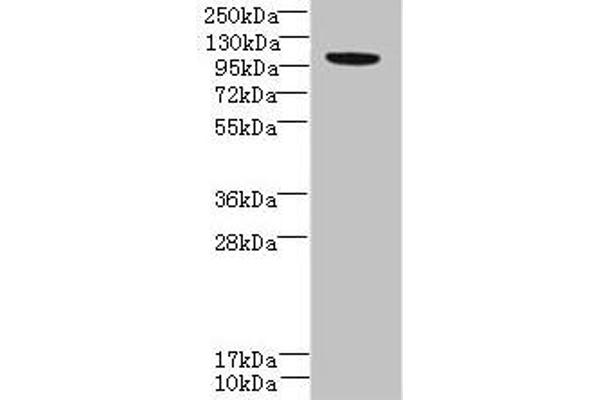 PPFIBP2 antibody  (AA 101-400)