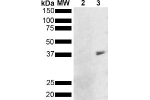 Western Blot analysis of Pseudomonas aeruginosa Metallothionein (PmtA) GST tagged showing detection of 36 kDa Metallothionein protein using Mouse Anti-Metallothionein Monoclonal Antibody, Clone 8D8 (ABIN5650706). (Metallothionein antibody  (FITC))