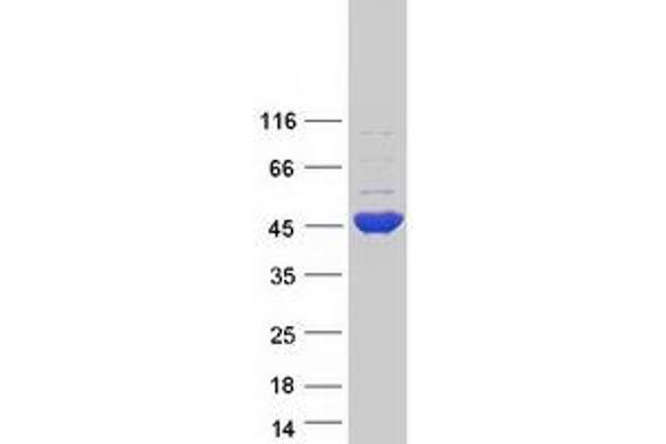 GFOD1 Protein (Myc-DYKDDDDK Tag)