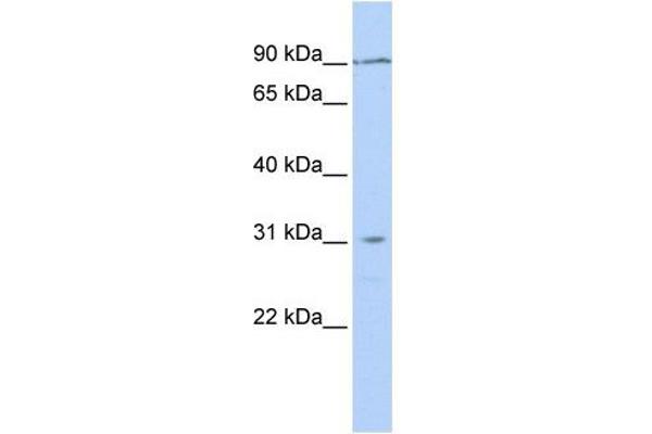 TMEM146 antibody  (N-Term)