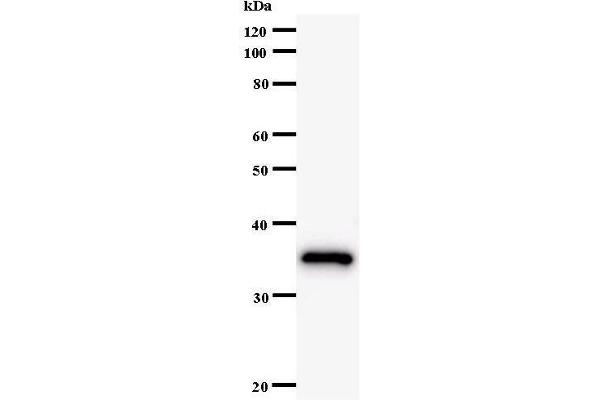 BRF1 antibody