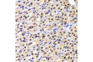 Immunohistochemistry of paraffin-embedded rat stomach using NUDC antibody. (NUDC antibody  (AA 1-331))