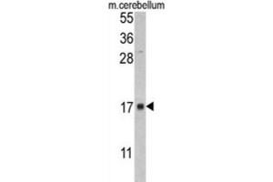 Western Blotting (WB) image for anti-FK506 Binding Protein 2, 13kDa (FKBP2) antibody (ABIN3002777) (FKBP2 antibody)