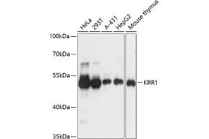 Western blot analysis of extracts of various cell lines, using KRR1 antibody  at 1:3000 dilution. (KRR1 antibody  (AA 1-381))