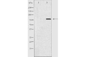 Western blot analysis of extracts from HeLa cells, using BARD1 antibody. (BARD1 antibody  (Internal Region))