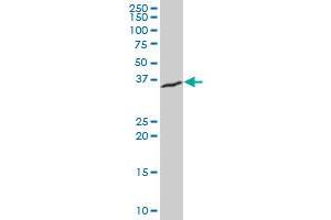 XBP1 monoclonal antibody (M04), clone 4E4 Western Blot analysis of XBP1 expression in U-2 OS . (XBP1 antibody  (AA 123-225))