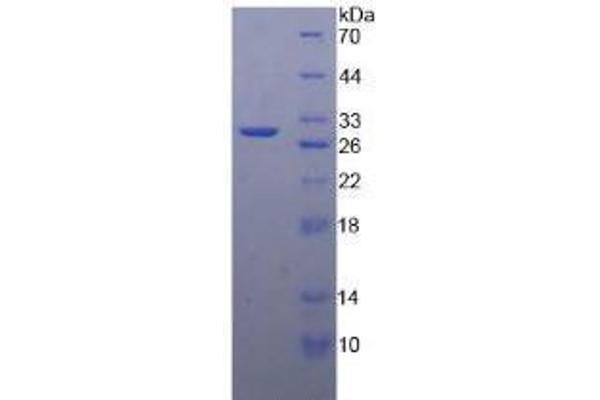 MMP24 Protein