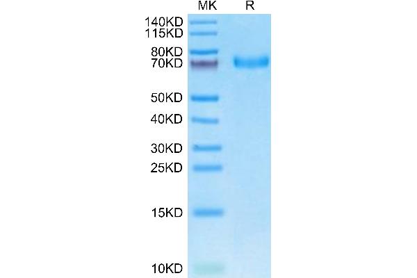 EPH Receptor A5 Protein (EPHA5) (AA 25-572) (His tag)