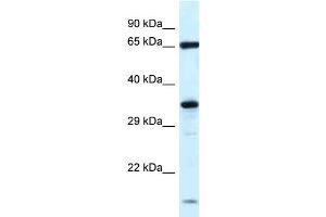 WB Suggested Anti-Klhl12 Antibody   Titration: 1. (KLHL12 antibody  (N-Term))