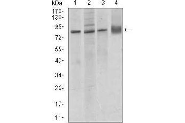 Cadherin 5 antibody  (AA 29-223)