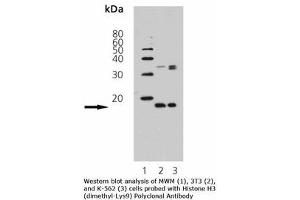 Image no. 1 for anti-Histone 3 (H3) (H3K9me2) antibody (ABIN363922) (Histone 3 antibody  (H3K9me2))