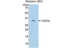 Western Blotting (WB) image for anti-Nestin (NES) (AA 178-399) antibody (ABIN1859982) (Nestin antibody  (AA 178-399))