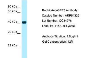 Western Blotting (WB) image for anti-G Protein-Coupled Receptor 3 (GPR3) (C-Term) antibody (ABIN970813) (GPR3 antibody  (C-Term))