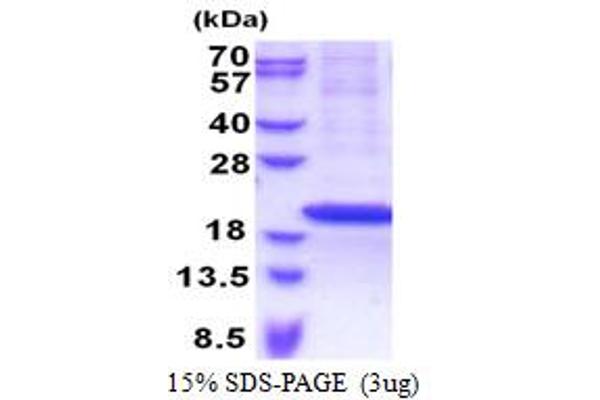 RPS18 Protein (AA 1-152) (His tag)