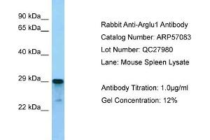 Western Blotting (WB) image for anti-Arginine and Glutamate Rich 1 (ARGLU1) (N-Term) antibody (ABIN2787054) (ARGLU1 antibody  (N-Term))