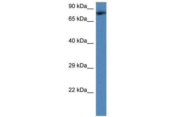 TMCO3 antibody  (Middle Region)