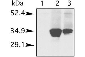 The blot shows the antibody reacting against porcine Histone H1. (Histone 1 antibody)