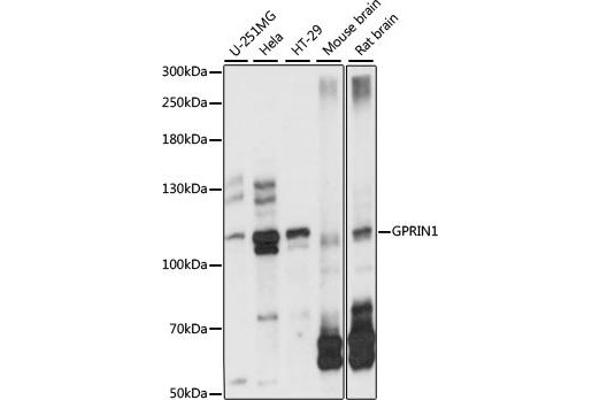 GPRIN1 antibody  (AA 1-300)