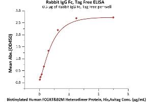 Immobilized Rabbit IgG Fc, Tag Free (ABIN6992349) at 5 μg/mL (100 μL/well) can bind Biotinylated Human FCGRT&B2M Heterodimer Protein, His,Avitag (ABIN6973064) with a linear range of 0. (IgG Fc (AA 105-323) (Active) Protein)