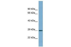 PRR16 antibody used at 1 ug/ml to detect target protein. (PRR16 antibody  (Middle Region))