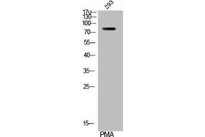 Western Blot analysis of 293 cells using Phospho-Rsk-1 (S380) Polyclonal Antibody (RPS6KA1 antibody  (pSer380))