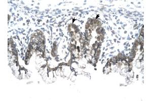 Prohibitin antibody was used for immunohistochemistry at a concentration of 4-8 ug/ml to stain Epithelial cells of fundic gland (arrows) in Human Stomach. (Prohibitin antibody  (C-Term))