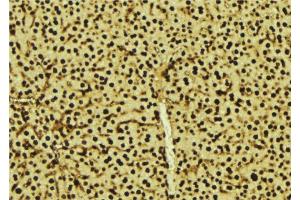ABIN6277606 at 1/100 staining Mouse liver tissue by IHC-P. (PRPF3 antibody  (N-Term))