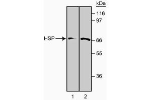 Western blot analysis of HSP-70 using clone 5G10. (HSP70 antibody)