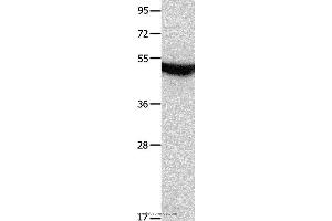 Western blot analysis of Mouse brain tissue, using MTNR1A Polyclonal Antibody at dilution of 1:650 (Melatonin Receptor 1A antibody)