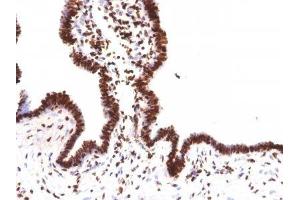 Image no. 4 for anti-Histone H1 antibody (ABIN6156910) (Histone H1 antibody)