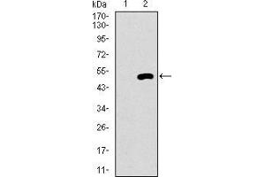 Western Blotting (WB) image for anti-EGFR Mutant (AA 693-893) antibody (ABIN1724824)