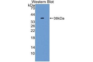 Western Blotting (WB) image for anti-Neuregulin 4 (NRG4) (AA 1-62) antibody (ABIN1869542) (Neuregulin 4 antibody  (AA 1-62))