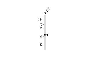 NCCIT cell lysate probed with bsm-51142M SOX2 (57CT23. (SOX2 antibody)