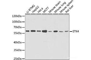 Western blot analysis of extracts of various cells using STK4 Polyclonal Antibody at dilution of 1:1000. (STK4 antibody)