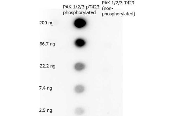 PAK1/2/3 antibody  (pThr423)