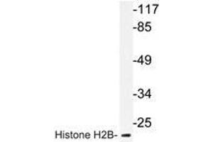 Western blot analysis of Histone H2B antibody in extracts from COS7 cells. (Histone H2B antibody)