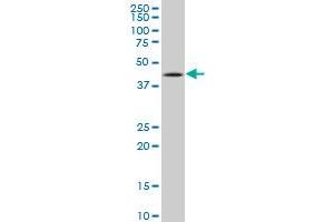 Western Blotting (WB) image for anti-Tumor Protein P53 (TP53) (AA 94-202) antibody (ABIN598982) (p53 antibody  (AA 94-202))