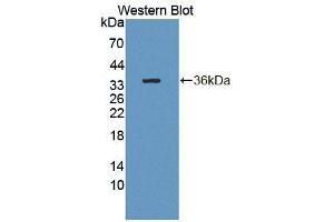 Western blot analysis of recombinant Human CDK18. (CDK18 antibody  (AA 144-425))