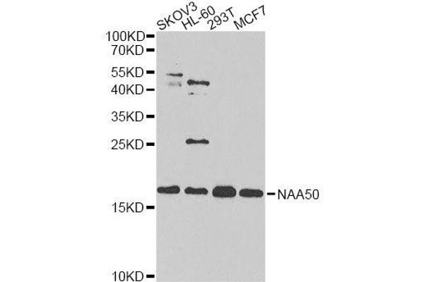 NAA50 antibody  (AA 1-169)