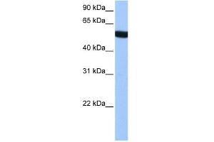 alpha Tubulin 3C antibody used at 1 ug/ml to detect target protein. (TUBA3C antibody  (N-Term))