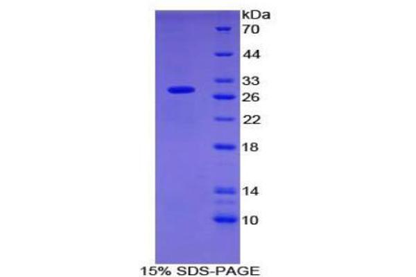 OIT3 Protein