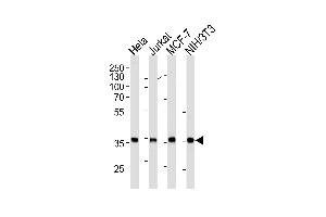 N Antibody (ABIN1882271 and ABIN2843406) western blot analysis in Hela,Jurkat,MCF-7,mouse NIH/3T3 cell line lysates (35 μg/lane). (NPM1 antibody)