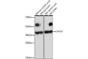 Western blot analysis of extracts of various cell lines, using CHX10 Rabbit mAb (ABIN7271331) at 1:1000 dilution. (VSX2 antibody)