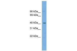 WBP4 antibody used at 0. (WBP4 antibody  (N-Term))