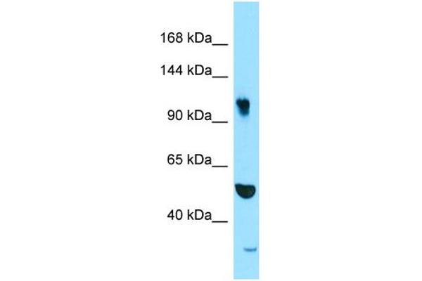 SYNRG antibody  (N-Term)