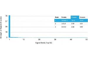 Analysis of Protein Array containing more than 19,000 full-length human proteins using Perforin-1 Mouse Monoclonal Antibody (PRF1/2468) Z- and S- Score: The Z-score represents the strength of a signal that a monoclonal antibody (Monoclonal Antibody) (in combination with a fluorescently-tagged anti-IgG secondary antibody) produces when binding to a particular protein on the HuProtTM array. (Perforin 1 antibody  (AA 413-552))