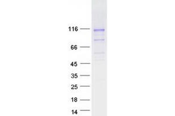 PCDHGB5 Protein (Transcript Variant 2) (Myc-DYKDDDDK Tag)