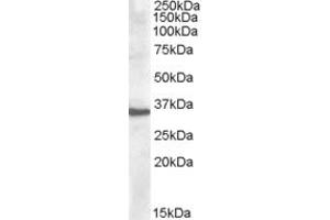 Western Blotting (WB) image for anti-Apolipoprotein F (APOF) (C-Term) antibody (ABIN2466653) (Apolipoprotein F antibody  (C-Term))