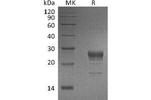 Greater than 95 % as determined by reducing SDS-PAGE. (FGF7 Protein (His tag))